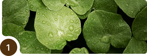 Centella leaves