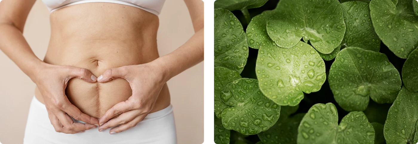 Postpartum belly care and centella leaves